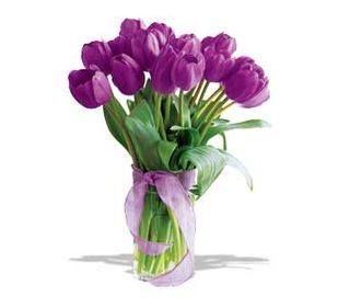 Purple Tulips