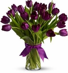 Purple Tulips Flowers