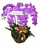 Orchids Arrangement Purple Orchids Arrangement Purple