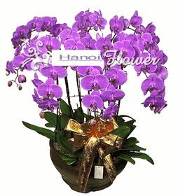  Orchids Arrangement  Purple