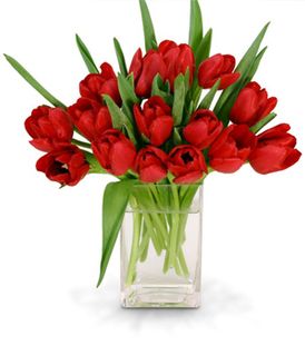 Radiant Red Tulips 