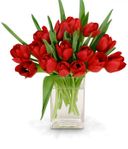 Radiant Red Tulips 