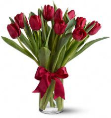 Radiantly Red Tulips Flowers 