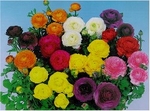 Ranunculus 