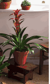 Red Bromeliad