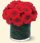 Red Gerbera Collection Red Gerbera Collection