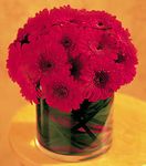 Red Gerbera Collection Red Gerbera Collection
