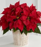 Red Poinsettia Basket Red Poinsettia Basket
