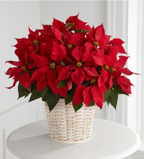 Red Poinsettia Basket (Large)