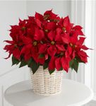 Red Poinsettia Basket (Large) Red Poinsettia Basket (Large)