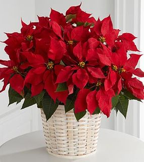 Beauty Red Poinsettia Basket (Lg)