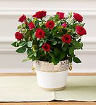 Red Rose Plant