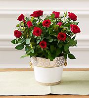 Red Rose Plant