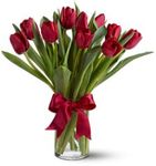 Red Tulips 