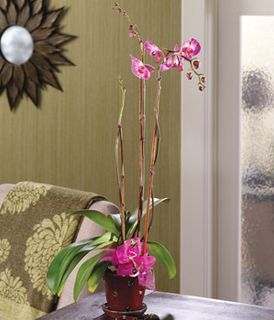 Regal Orchids
