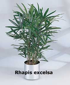 Rhapis excelsa � Lady Palm