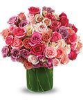 Rose Rapture- Rose Rapture-