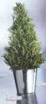 Rosemary Plant
