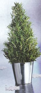 Rosemary Plant