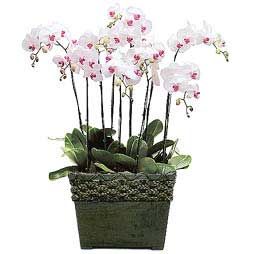 Royalty orchids arrangements Seven White Phalaenopsis 