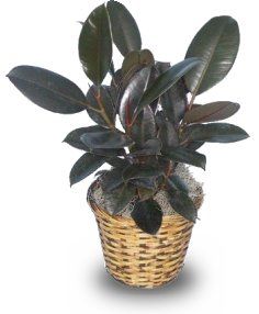 rubber plant 6 inches