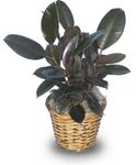 rubber plant 6 inches