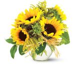 sassy sunflower xtra