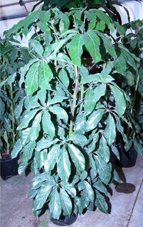 Schefflera Amate 10in pot 