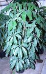 Schefflera Amate 10in pot 