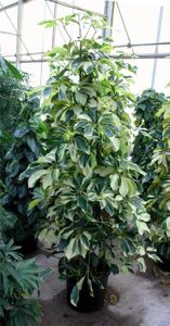 Schefflera Arboricola Dazzle 10in pot 