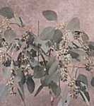 Seeded Eucalyptus 