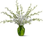 Serenity Orchids Serenity Orchids