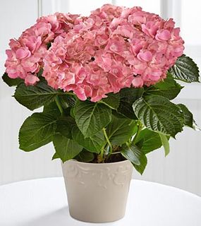 Shades of Beauty Hydrangea Plant 