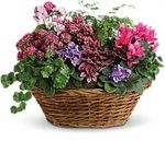 Simply Chic Mixed Plant Basket Simply Chic Mixed Plant Basket