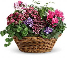 Simply Chic Mixed Plant Basket