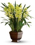 Simply Cymbidium Simply Cymbidium