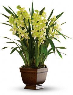 Simply Cymbidium