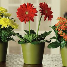 Simply Gerberas! 