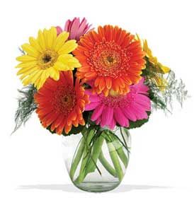 Six Gerbera Vase