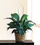 Small Spathiphyllum Plant 6"