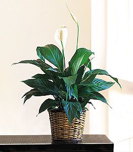 Small Spathiphyllum Plant 6"