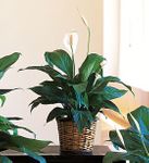  Spathiphyllum Plants