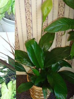 Spath Dario 6 inches 