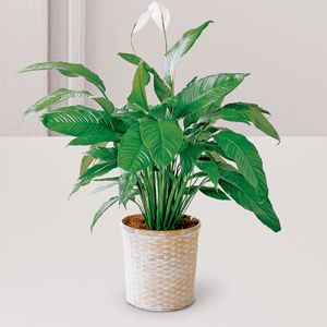 Spathiphyllum