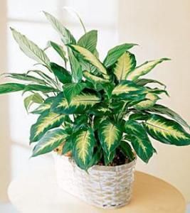 Spathiphyllum and Dieffenbachia 