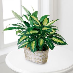 Spathiphyllum and Dieffenbachia plants