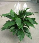 Spathiphyllum dario 6 inch 