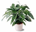 Spathiphyllum medimum 8"