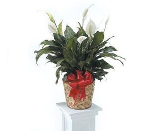 Spathiphyllum Medium