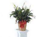 Spathiphyllum Medium Spathiphyllum Medium
